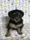 YorkiePoo Puppies for sale in Murfreesboro, TN, USA. price: NA