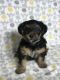 YorkiePoo Puppies for sale in Murfreesboro, TN, USA. price: NA