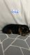 YorkiePoo Puppies for sale in Lexington, KY, USA. price: $1,500