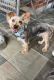 YorkiePoo Puppies for sale in Houston, TX, USA. price: NA