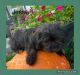YorkiePoo Puppies for sale in Bennington, IN 47043, USA. price: NA