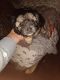 YorkiePoo Puppies for sale in Ashland, OH 44805, USA. price: $15,000