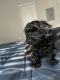 YorkiePoo Puppies for sale in The Woodlands, TX, USA. price: NA