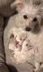 YorkiePoo Puppies for sale in Sallisaw, OK 74955, USA. price: NA