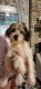 YorkiePoo Puppies for sale in Katy, TX, USA. price: NA