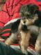 YorkiePoo Puppies for sale in Dublin, GA 31021, USA. price: NA