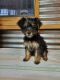 YorkiePoo Puppies for sale in Dublin, GA 31021, USA. price: NA