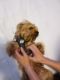 YorkiePoo Puppies for sale in Herriman, UT 84096, USA. price: NA