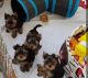 YorkiePoo Puppies for sale in Dallas, TX, USA. price: NA