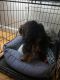 YorkiePoo Puppies for sale in 19 Franklin St, Stoneham, MA 02180, USA. price: NA