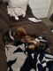 YorkiePoo Puppies for sale in Goldsboro, NC, USA. price: NA