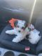 YorkiePoo Puppies for sale in Dearborn Heights, MI 48127, USA. price: NA