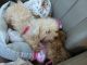YorkiePoo Puppies for sale in Palm Bay, FL 32908, USA. price: $800