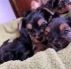 YorkiePoo Puppies for sale in Chicago, IL, USA. price: $500