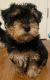 YorkiePoo Puppies for sale in Moses Lake, WA 98837, USA. price: NA
