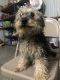 YorkiePoo Puppies for sale in Munfordville, KY 42765, USA. price: NA