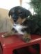 YorkiePoo Puppies for sale in Mayslick, KY 41055, USA. price: NA