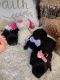 YorkiePoo Puppies for sale in Roanoke, VA, USA. price: NA