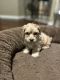 YorkiePoo Puppies for sale in Arlington, TX, USA. price: NA