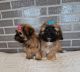YorkiePoo Puppies for sale in Colville, WA 99114, USA. price: NA