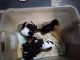 YorkiePoo Puppies for sale in Iota, LA 70543, USA. price: NA