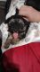 YorkiePoo Puppies for sale in Bartlesville, OK, USA. price: $850