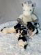 YorkiePoo Puppies for sale in 1031 E Benson Hwy, Tucson, AZ 85713, USA. price: $1,100