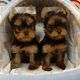 YorkiePoo Puppies for sale in New York, NY, USA. price: $1,000