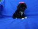 YorkiePoo Puppies for sale in Hacienda Heights, CA, USA. price: NA