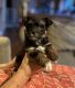 YorkiePoo Puppies for sale in South Jordan, UT, USA. price: $1,200