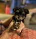 YorkiePoo Puppies for sale in South Jordan, UT, USA. price: NA