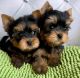 YorkiePoo Puppies for sale in Chicago, IL, USA. price: $600