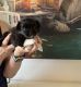 YorkiePoo Puppies for sale in Phoenix, AZ, USA. price: $900