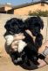 YorkiePoo Puppies for sale in Phoenix, AZ, USA. price: $750