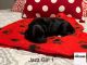 YorkiePoo Puppies for sale in Cleveland Heights, OH, USA. price: NA