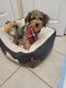 YorkiePoo Puppies for sale in Miramar, FL, USA. price: NA