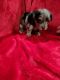 YorkiePoo Puppies for sale in Gallup, NM, USA. price: $3,000