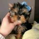 YorkiePoo Puppies for sale in Chicago, IL, USA. price: $1,400