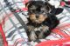 YorkiePoo Puppies for sale in Chicago, IL, USA. price: $1,500