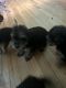 YorkiePoo Puppies for sale in Loganville, GA 30052, USA. price: $750