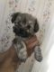 YorkiePoo Puppies for sale in Bulverde, TX 78163, USA. price: NA