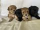 YorkiePoo Puppies for sale in Fort Lauderdale, FL, USA. price: $1,500