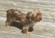 YorkiePoo Puppies for sale in Bowling Green, KY, USA. price: $750