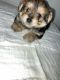 YorkiePoo Puppies for sale in 352 Bradford St, Brooklyn, NY 11207, USA. price: $1,500