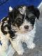 YorkiePoo Puppies for sale in Kissimmee, FL, USA. price: $1,200