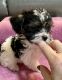 YorkiePoo Puppies for sale in Kissimmee, FL, USA. price: $1,200