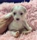 YorkiePoo Puppies for sale in Spring, TX 77379, USA. price: $2,200