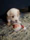 YorkiePoo Puppies for sale in Massillon, OH, USA. price: $600