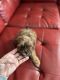 YorkiePoo Puppies for sale in Norwood, OH, USA. price: $800