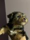 YorkiePoo Puppies for sale in Lyons, IL, USA. price: $2,000